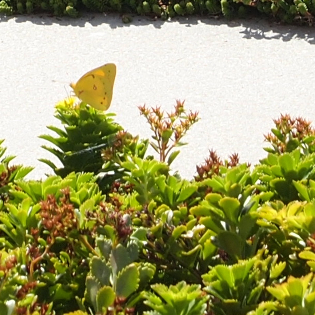 An Orange Sulphur Butterfly on the Music City Center green roof in Nashville, TN.  It is unusual to spot this species that far south.