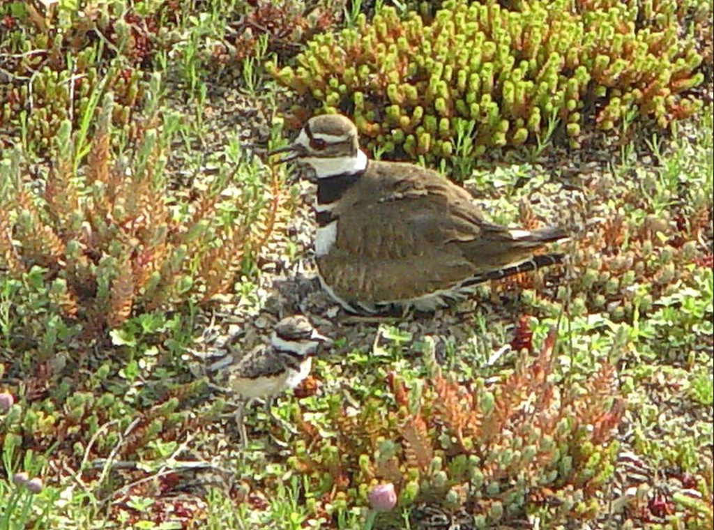 Killdeer and chick on a large Chicago green roof. Killdeer are partial to green roof media as a nesting habitat.