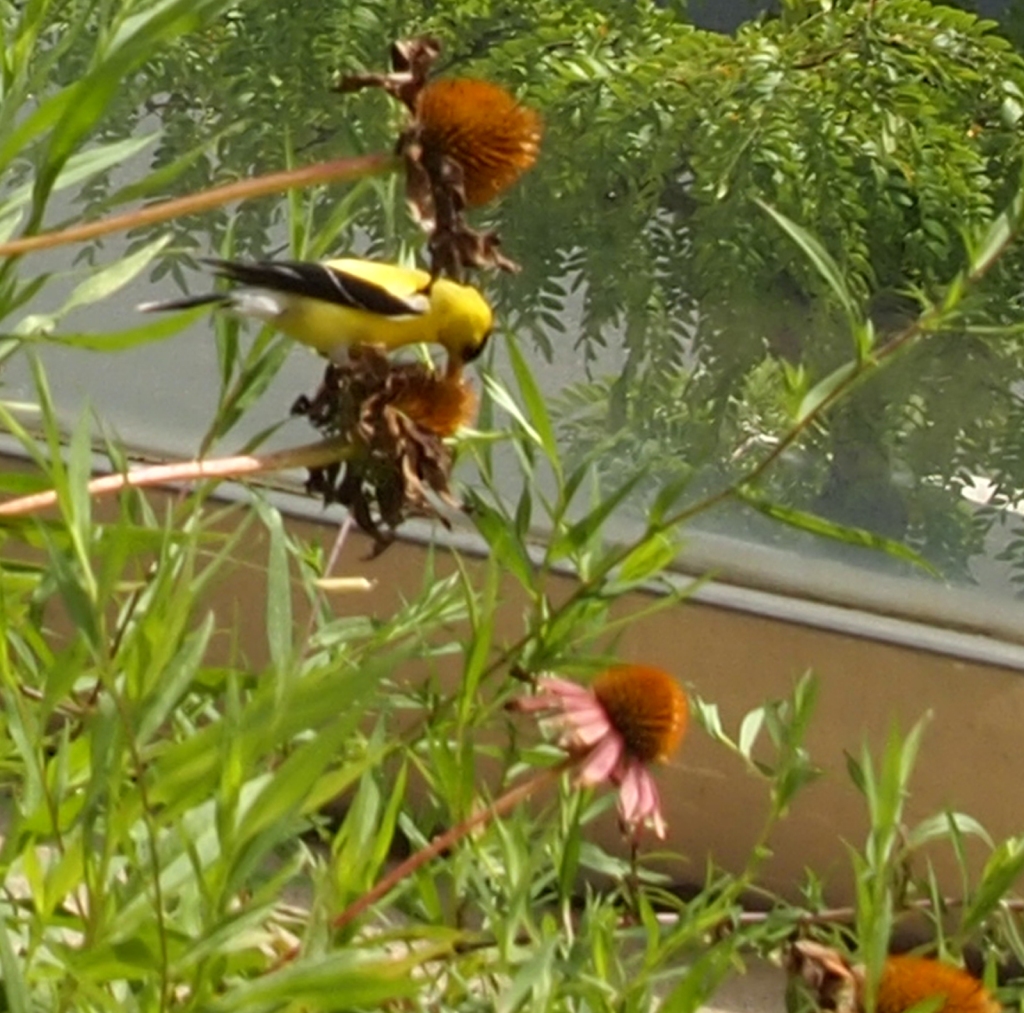 Finch feeding on Echinacea purpurea seed head.