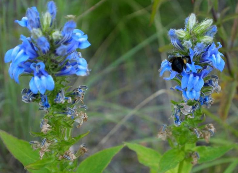 Volunteer Great blue lobelia with Bumble bee at the Krishna P. Sign Center for Nano Technology at University of Pennsylvania, in Philadelphia, PA. 